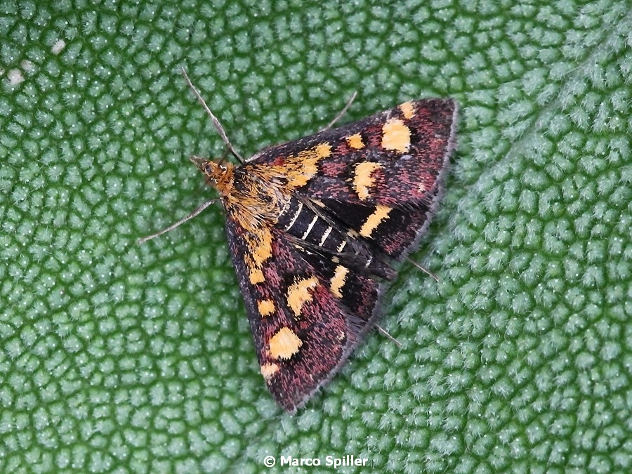 Pyrausta..... ? Pyrausta purpuralis, Crambidae